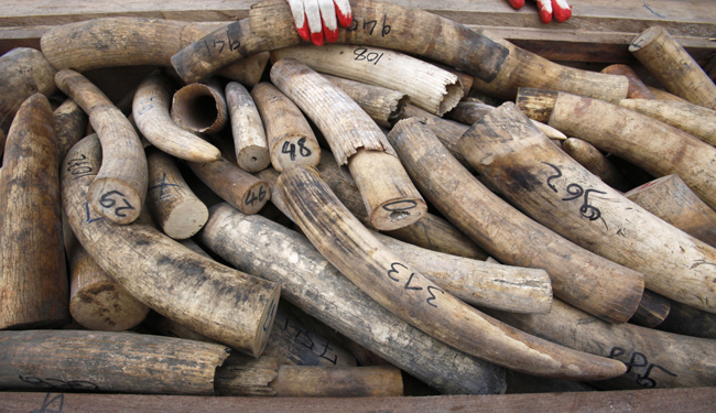 Inside the Global Industry That's Slaughtering Africa's Elephants - The